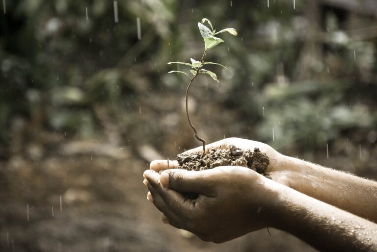 hands, plant, soil-1838659.jpg