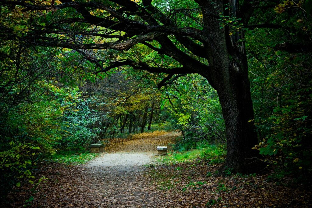 walk, road, forest-198883.jpg